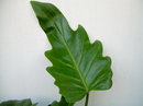 Philodendron Xanadu